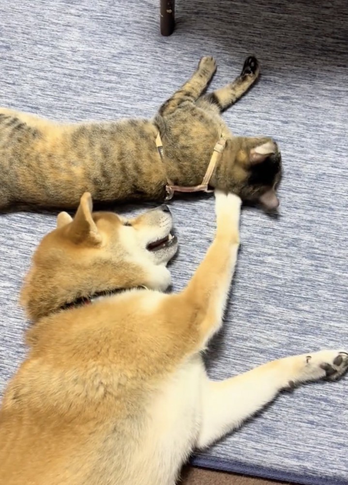 「構ってアピール」炸裂！