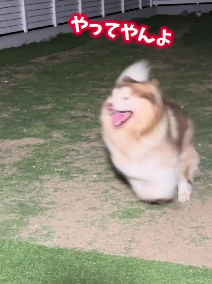 大興奮の紅ちゃん