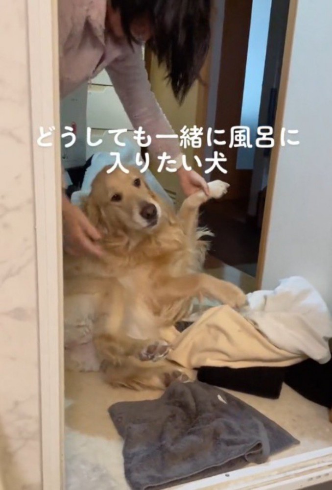 地面に寝転がって動かない犬