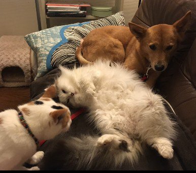 猫たちとも仲良しに