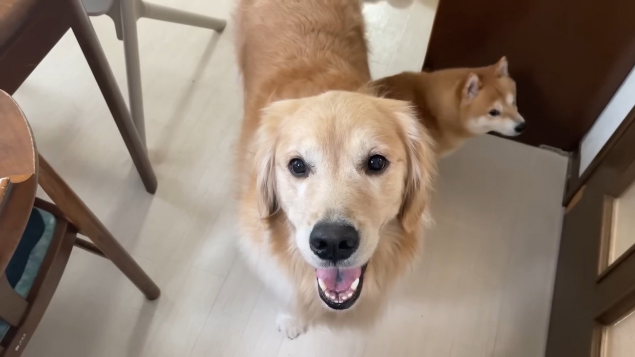 「え？お散歩？」