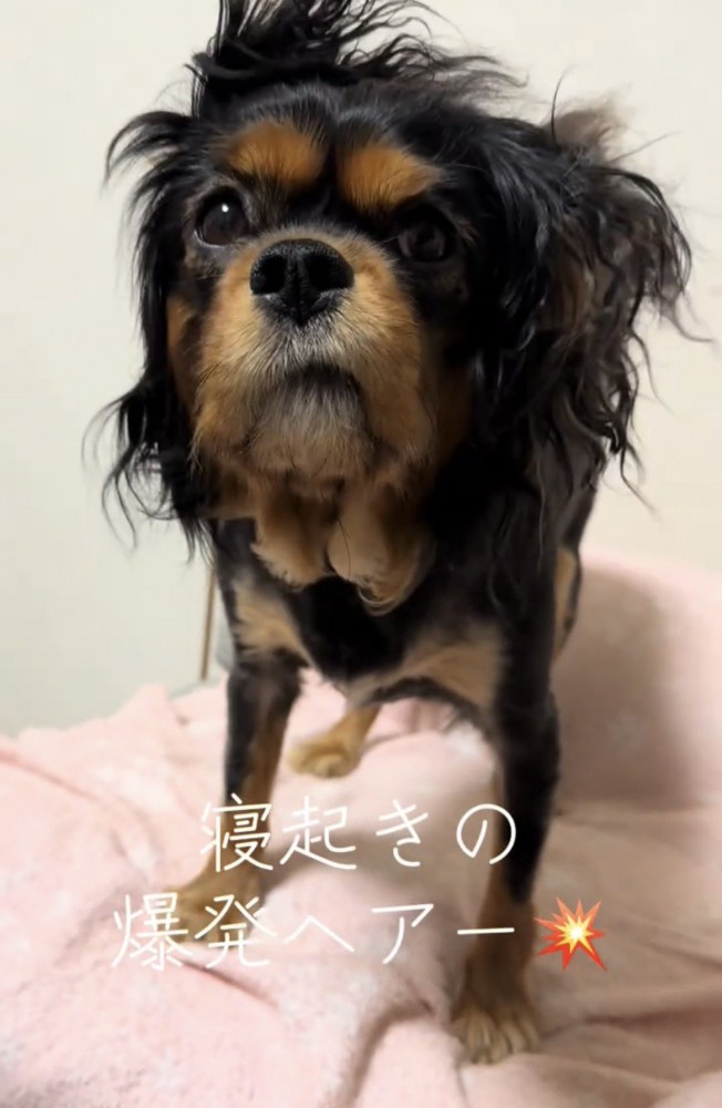 カメラをじっと見つめる犬