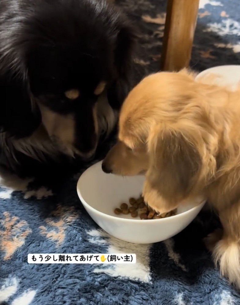 鼻が触れるまで数センチの黒い犬と茶色い犬