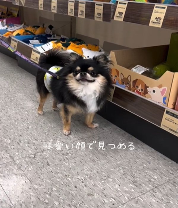 笑顔の犬1