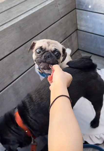 おやつを食べる鱈ちゃん