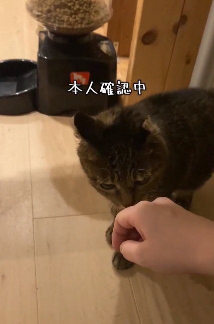 本人確認するナスキーちゃん