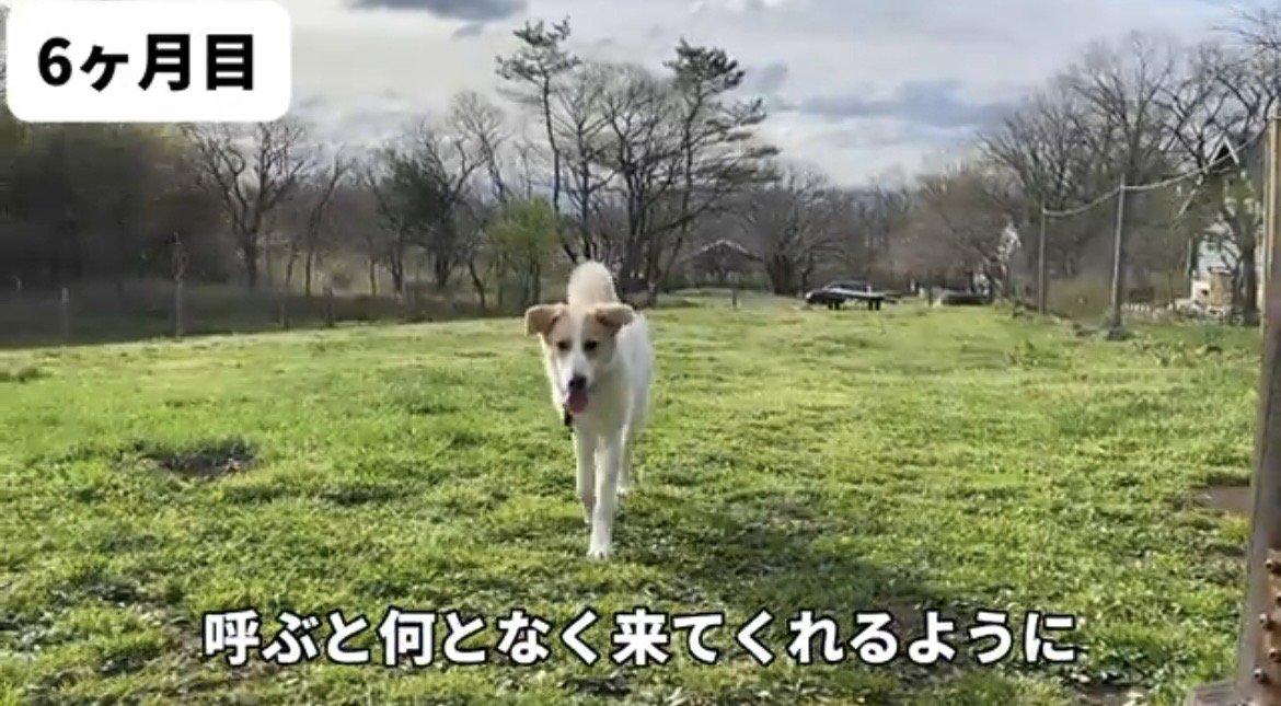 芝生で飼い主に向かって歩く犬
