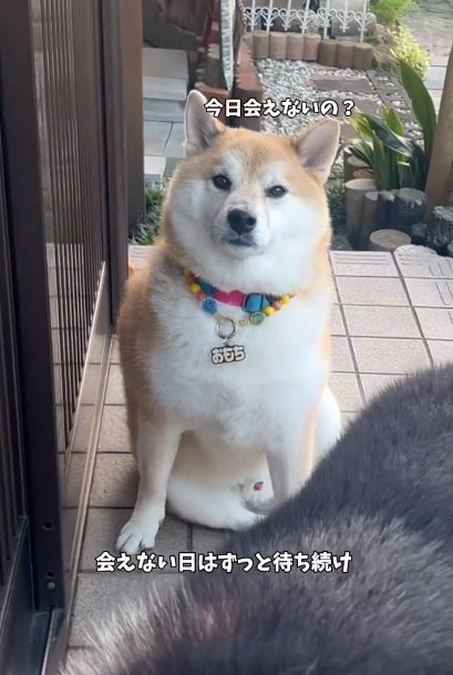 飼い主さんを見るおもちくん