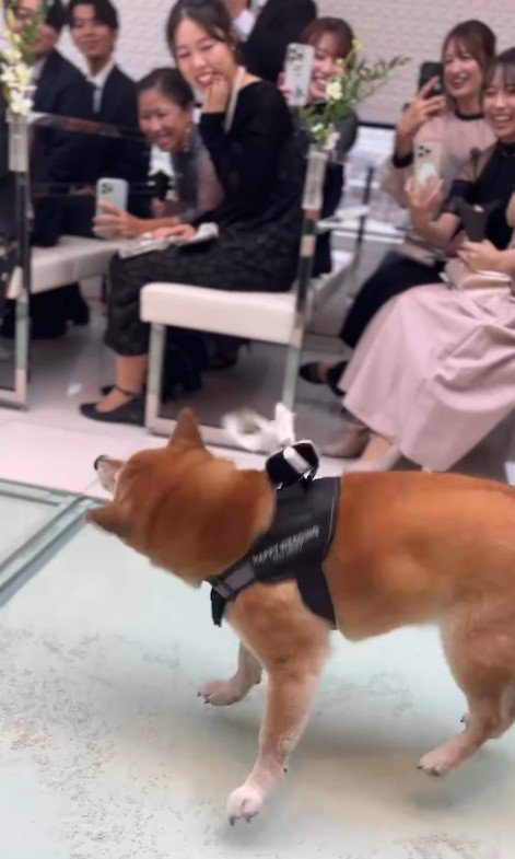 リングドッグを務めるじろー君8