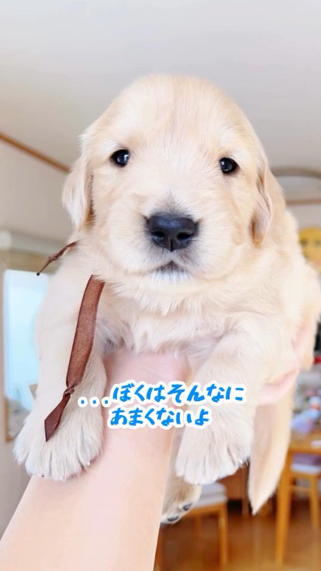 抱き上げられてカメラを見つめる子犬