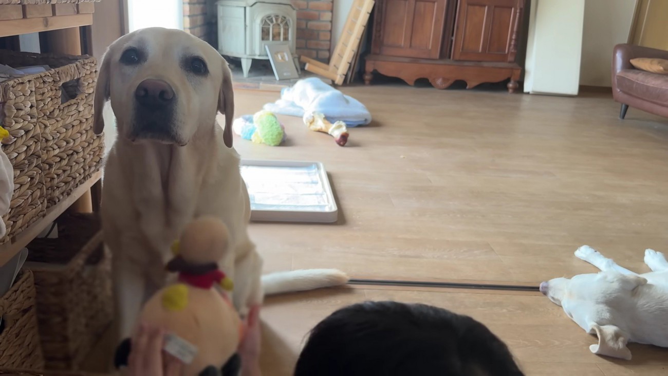 「このおもちゃはいる？」