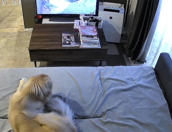 ベッドに横たわる犬