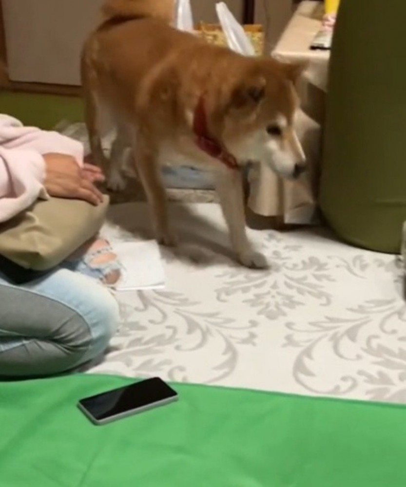 家の中を歩きまわる犬