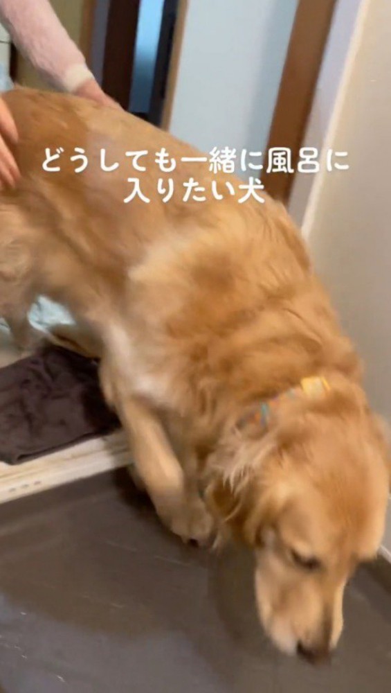 浴室に入ろうとする犬の腰を掴む家族