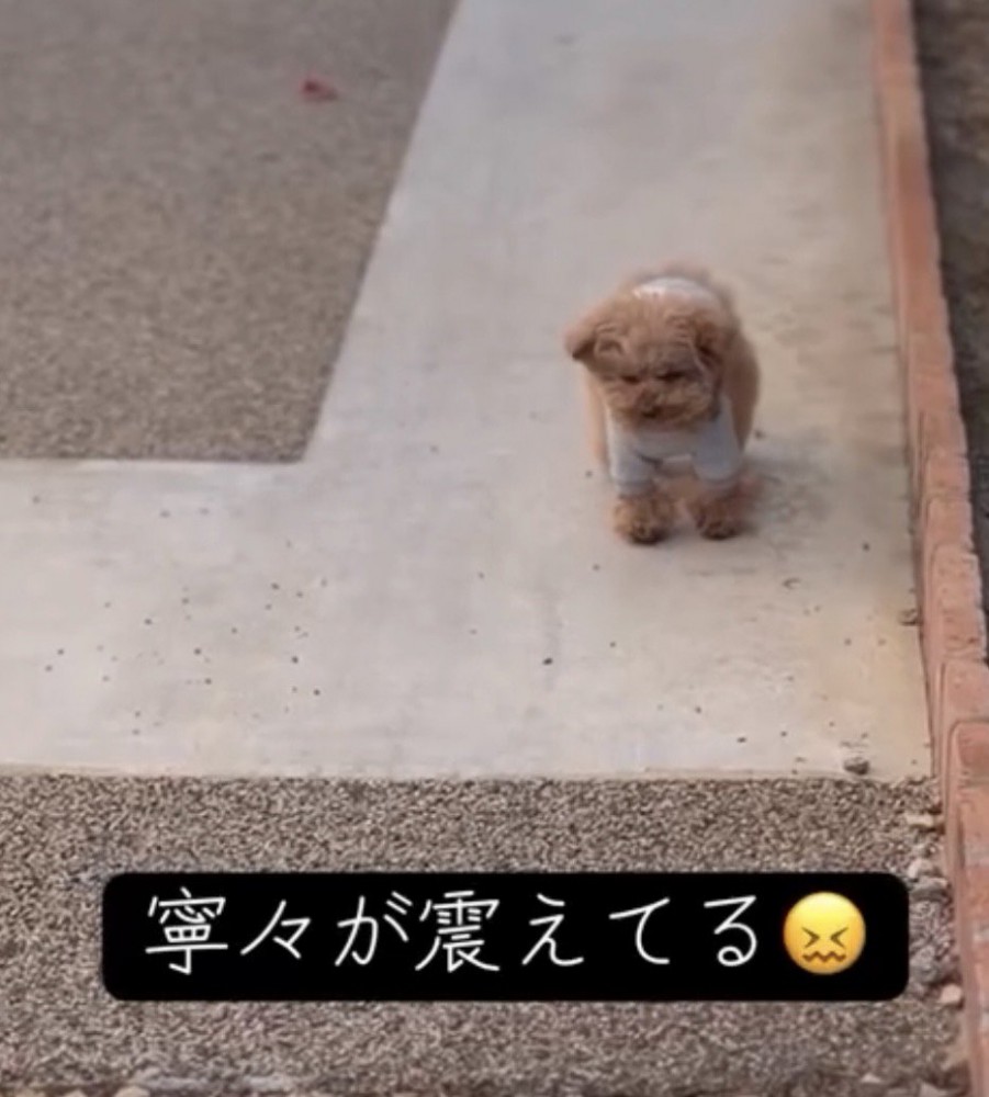 小さく震える犬