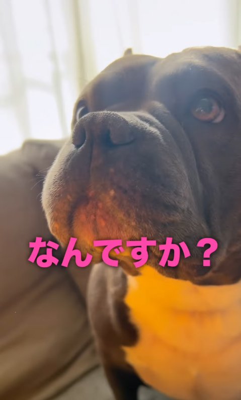 散歩に誘ってもらいたい中型犬