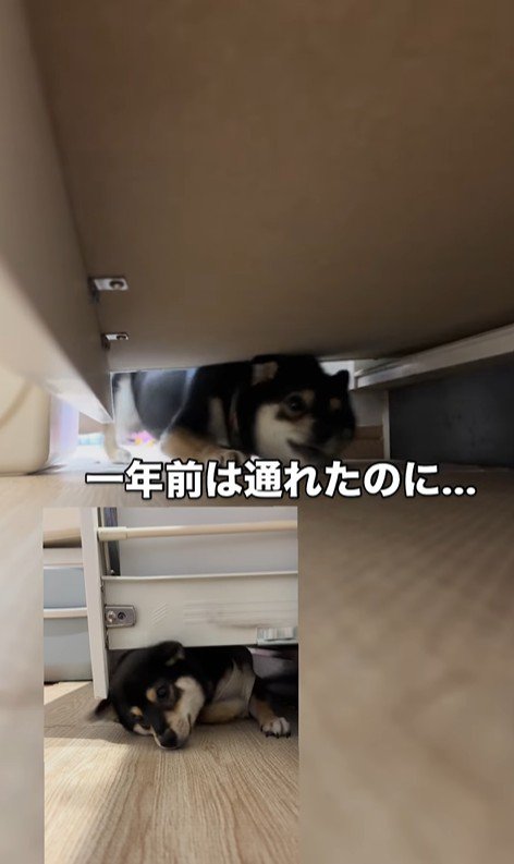 隙間に入ろうとする千幸ちゃん7