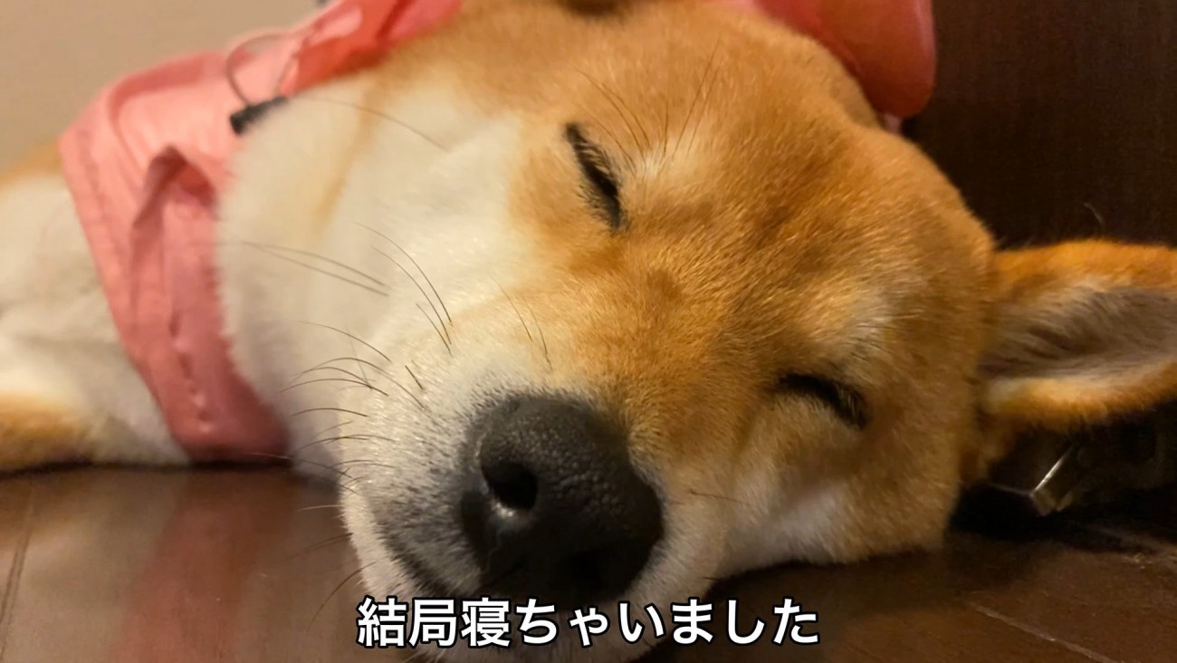 睡魔に負けてしまいました♡