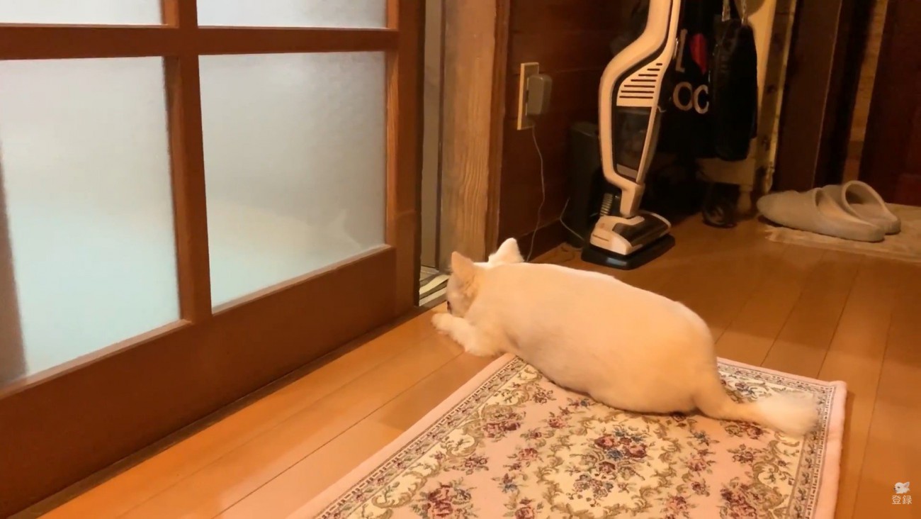 お姉ちゃんと喧嘩した時のコハクくん9