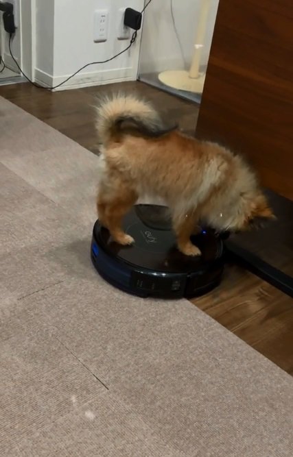 再び乗るナッツちゃん