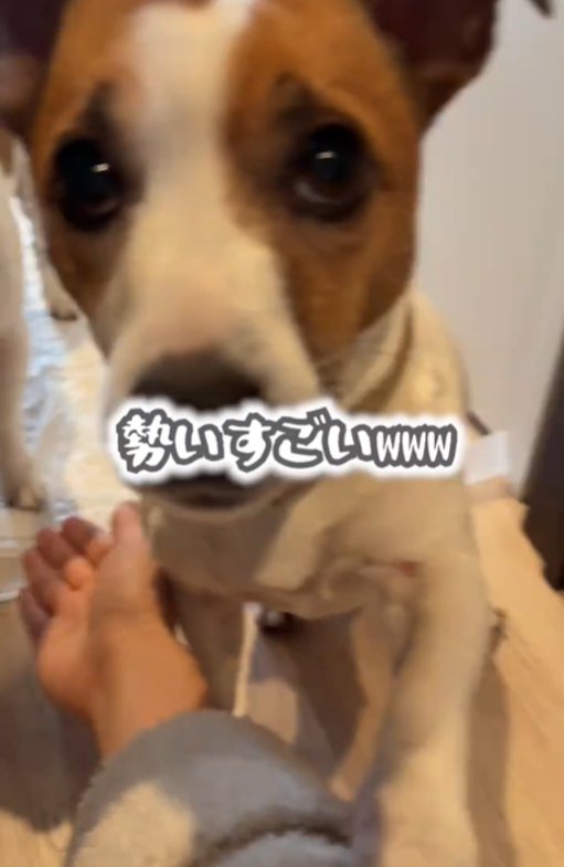 お手をする犬4