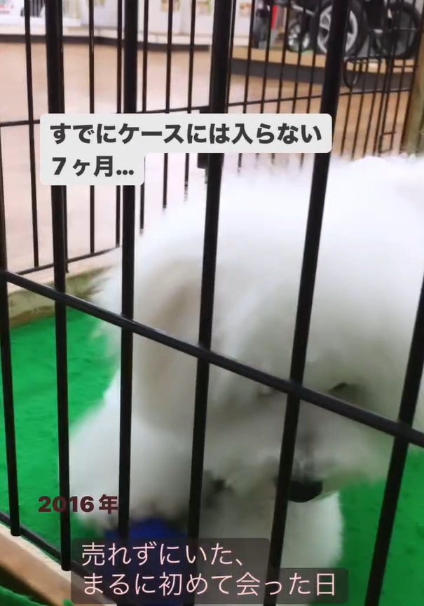 サークルの中にいたまるちゃん