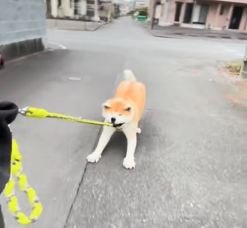 引きずられる秋田犬3