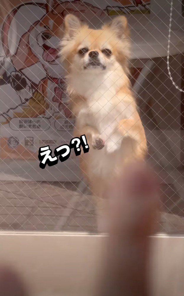 立ち上がる犬