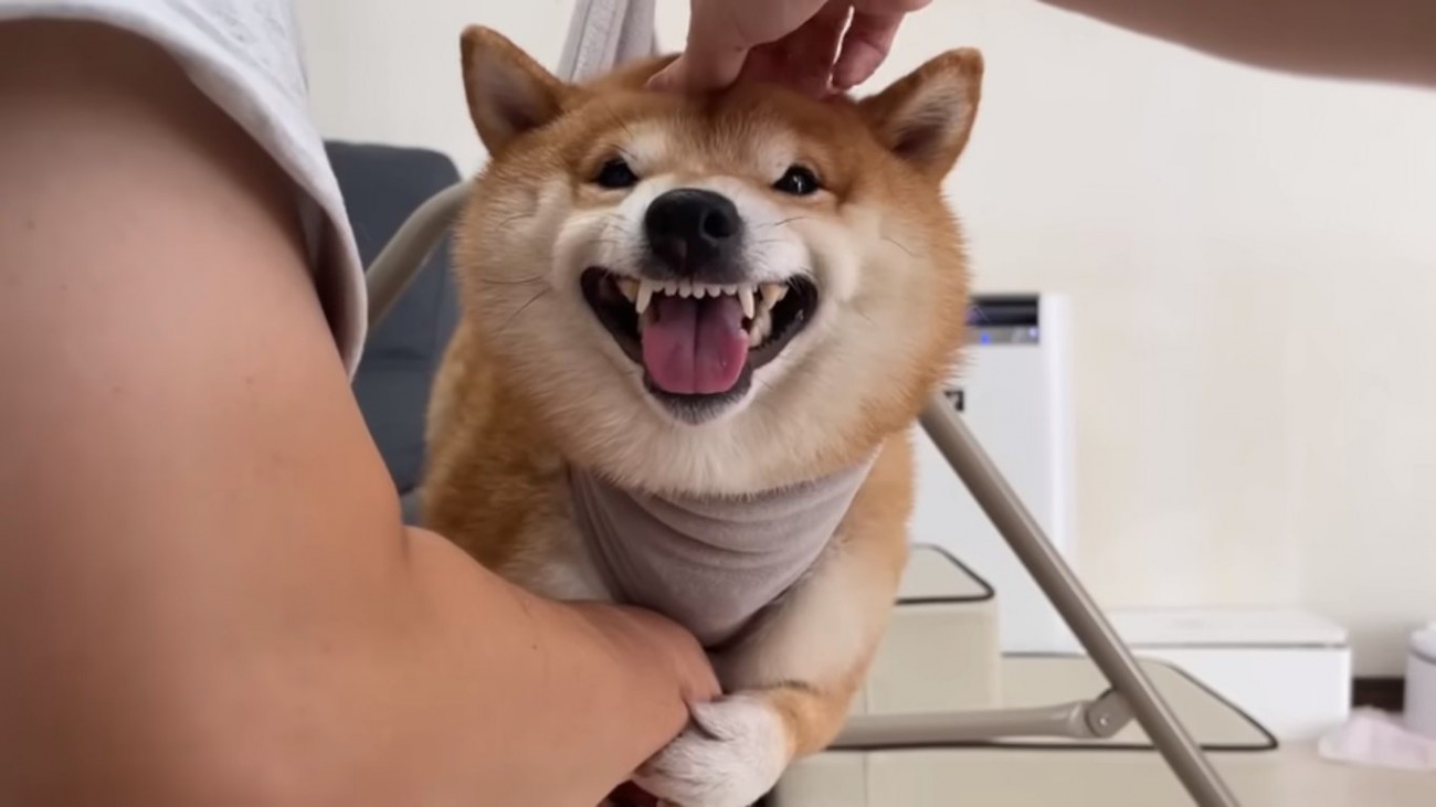 パパの腕にしがみつくうにくん