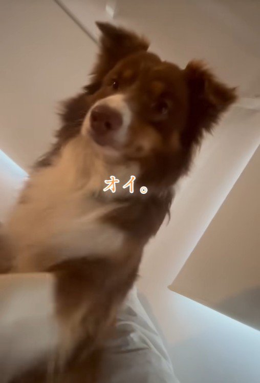 飼い主さんを起こすコロくん2