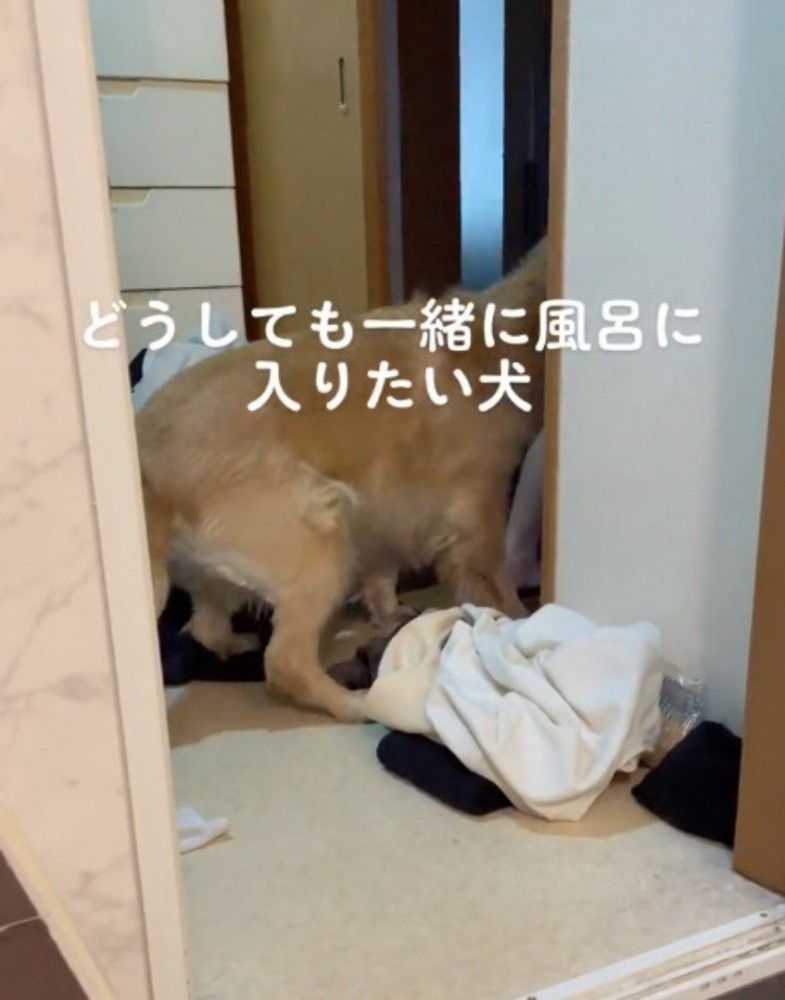 家族に誘導されて脱衣所から渋々と出て行く犬