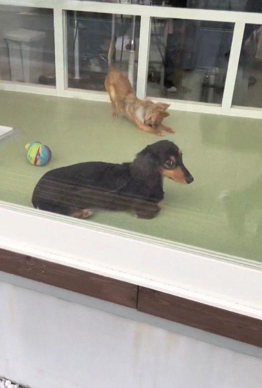 ママがお迎えに来た時のコロンちゃん2