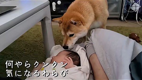 赤ちゃんの匂いを嗅ぐわらびちゃん
