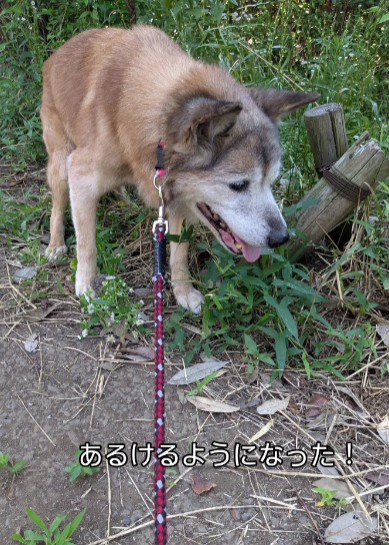 お散歩も積極的に歩くように