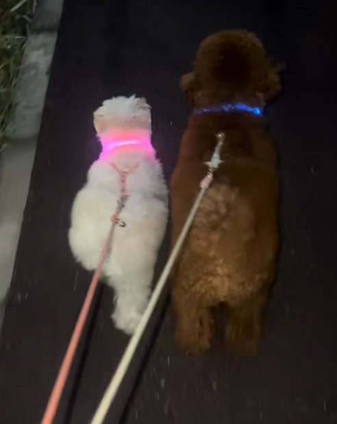 散歩する小型犬兄妹