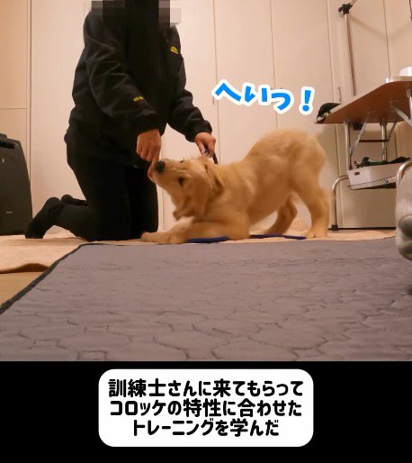 訓練士とトレーニングをする子犬