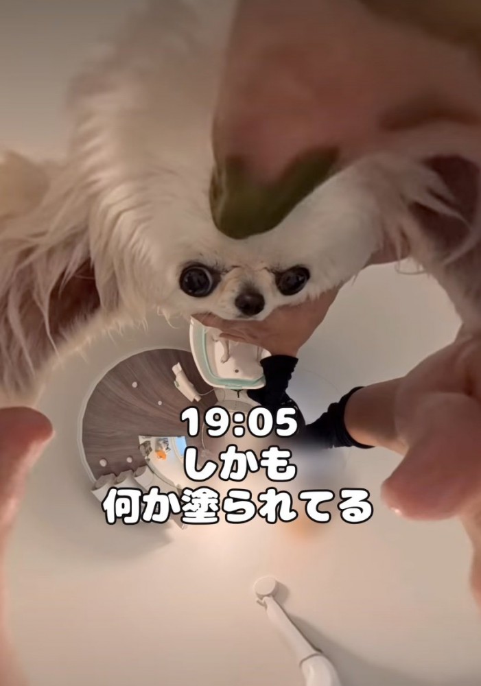 パックする犬