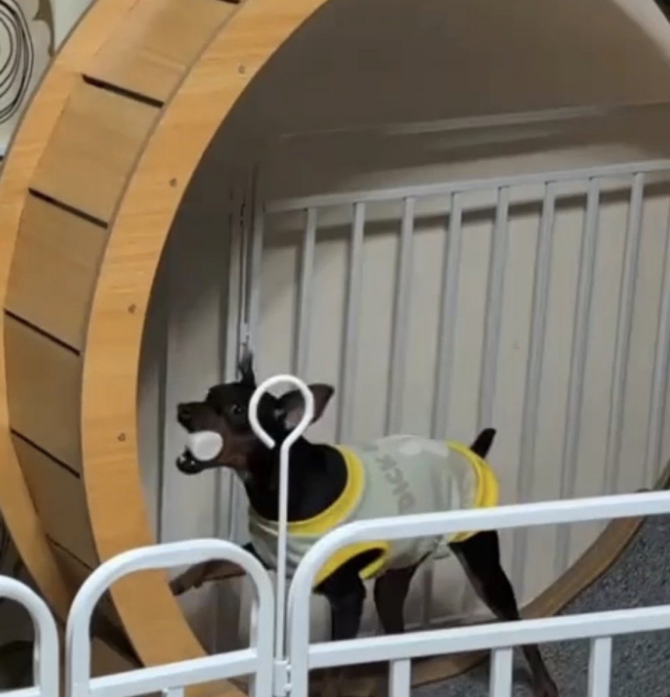 おもちゃを咥えて走る犬