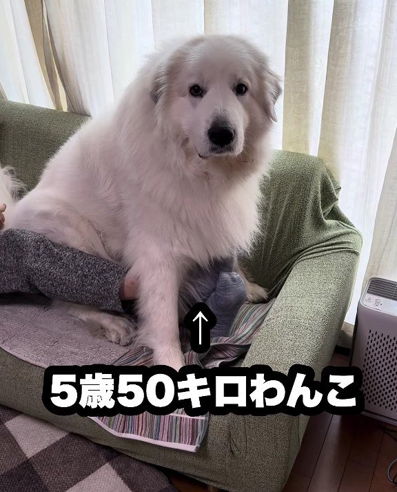 5歳になったドレミちゃん