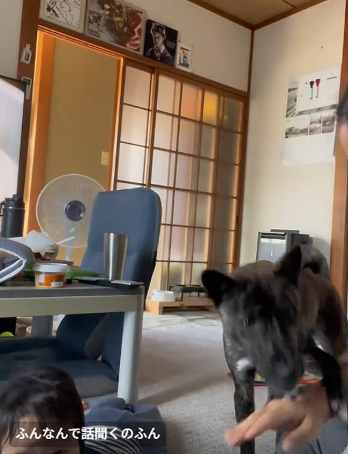 甘噛みする犬