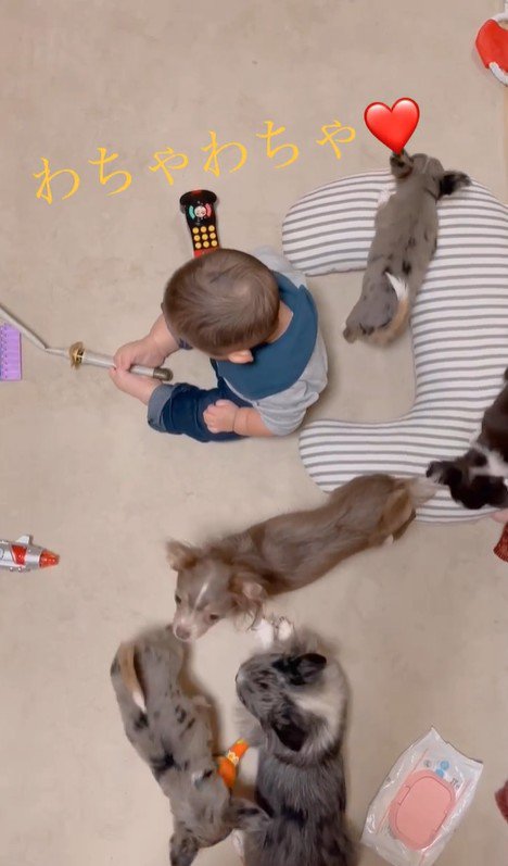 赤ちゃんとチワワファミリー3