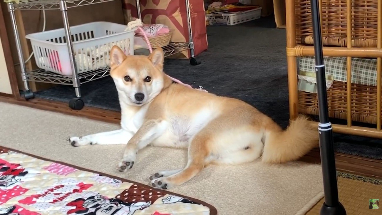 飼い主さんが呼んでも…