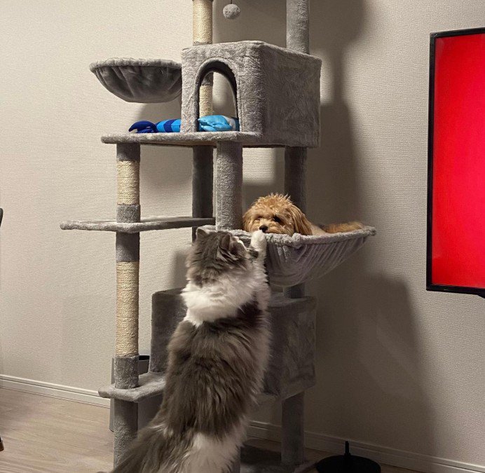 「これは猫用だよ！！」