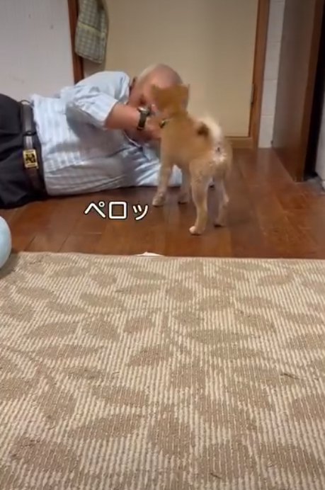 なめる犬