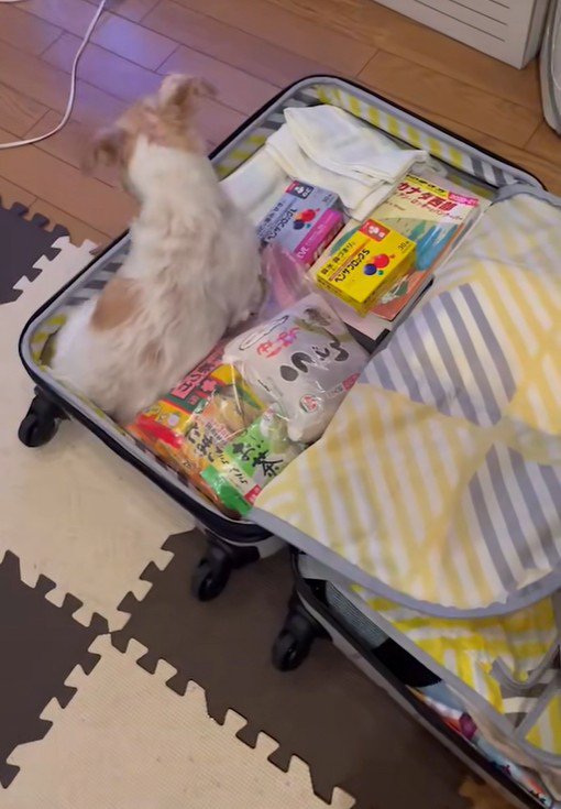 荷物の隙間にお座り