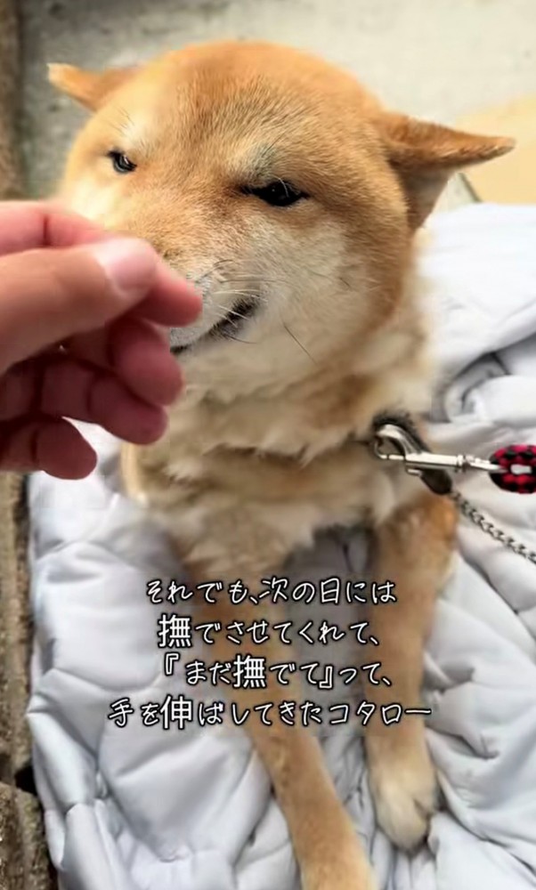 手を近づける人にそっと顔を寄せる犬