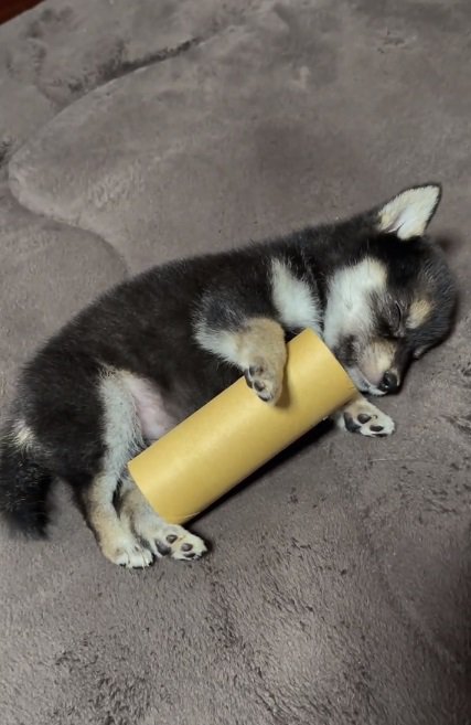 ぐっすり眠るあられちゃん