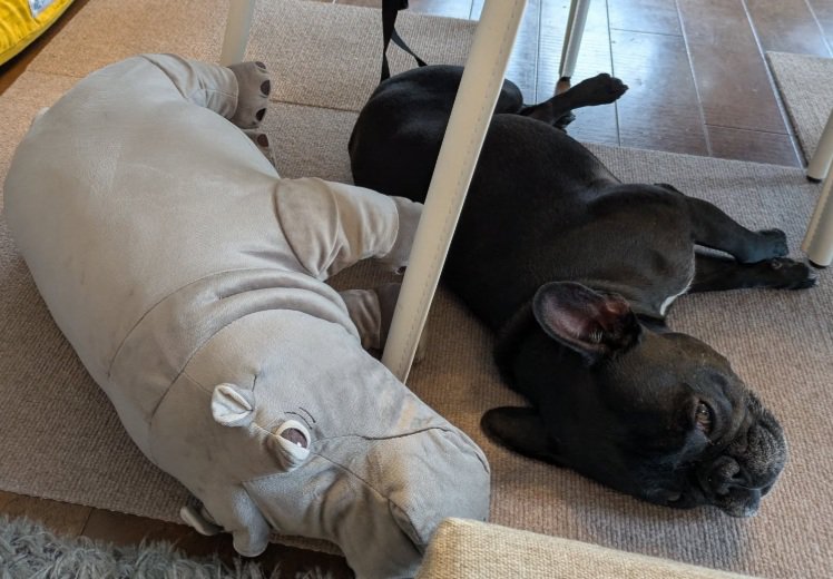 シンクロするジーナちゃんとぬいぐるみ