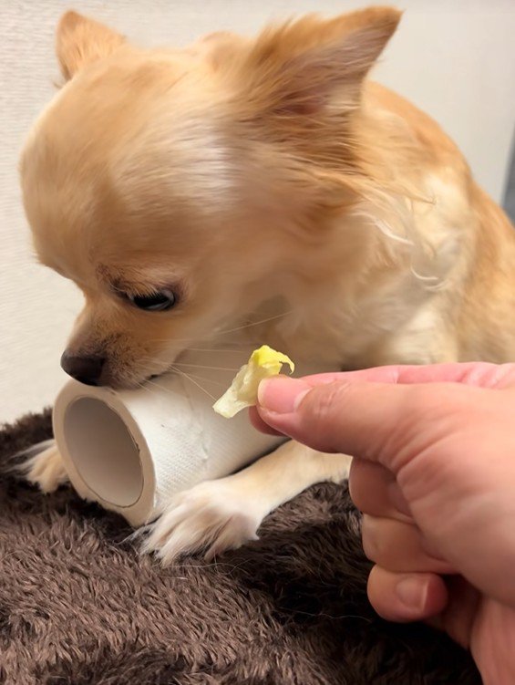 トイレットペーパーを守るジョルノちゃん2