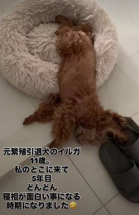 安心しきった表情にホッコリ